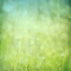 Obraz premium abstract green nature background with bokeh glitter lights, squa