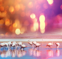 Flamingo © Galyna Andrushko
