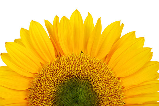 yellow sunflower isolated over white