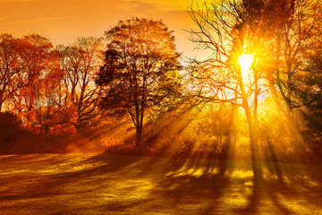 Sunset in autumn park.