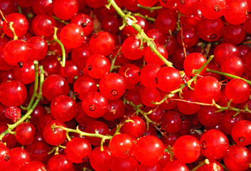 Ripe red currant close-up as background