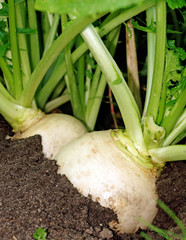 Two large white turnips on a bed in the ground very close up