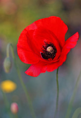 Huge red poppy close-up