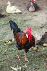 Hahn