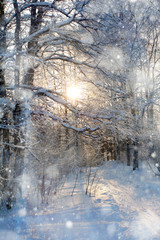 Snow in the woods