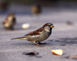 sparrow on the ground
