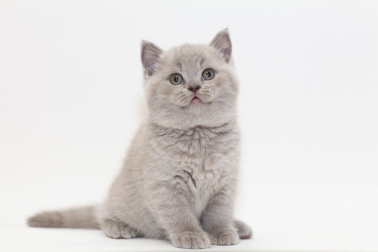 gray cute little kitten British