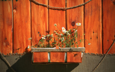 White daisies in a brown pot on a wooden background
