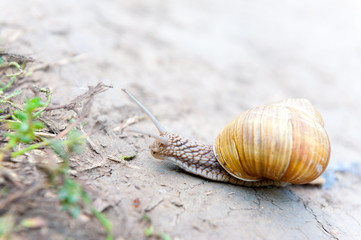 Snail crawling