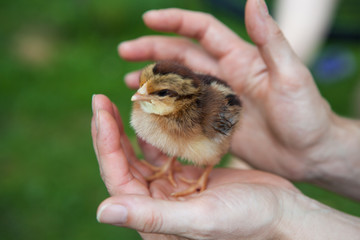 Küken in der Hand