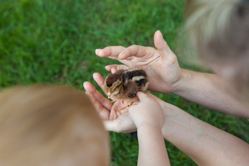 Küken in der Hand