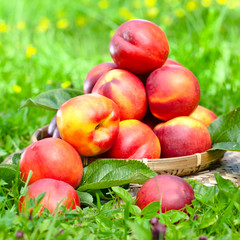 ripe nectarines