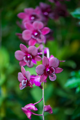 Fototapeta premium Orchids