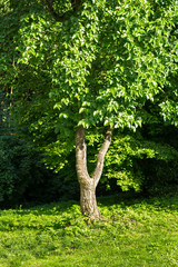 Fototapeta na wymiar Mulberry Tree
