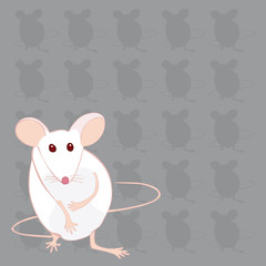 souris blanche fond gris souris mains ventre