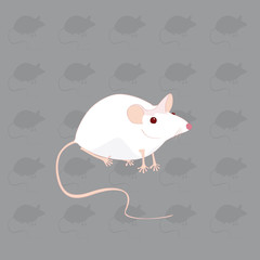 souris blanche fond gris souris