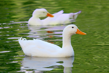 White Pekin Duck Long Island ducks Anas platyrhynchos domestica