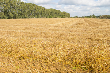 After harvest