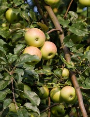 apples in orchard in summer