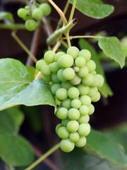cluster of grapes