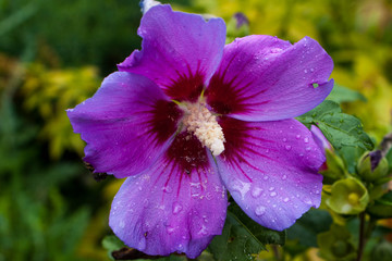Violet flower closeup