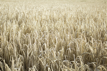 Wheat in forest