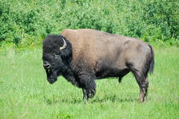 Papier Peint photo Bison Bison des plaines du parc national Elk Island en Alberta, Canada