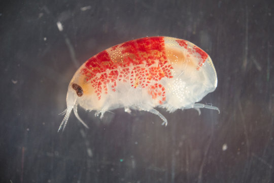 Amphipod