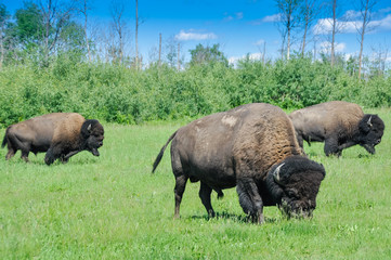 Herd of plains bison, Elk Island National Park, Alberta, Canada