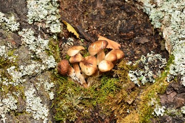 Ложные опята