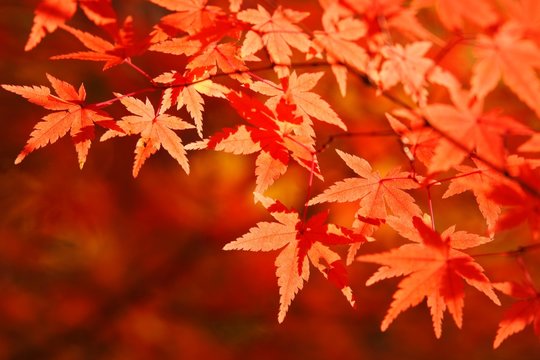 Fototapeta 赤く染まる紅葉