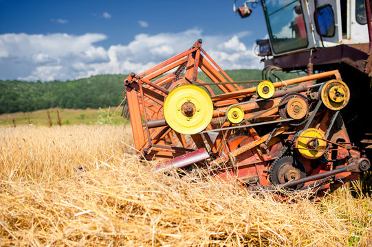 process of harvesting with combine, gathering mature grain crops