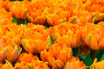 Tulipes oranges