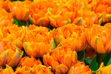 Crédence de cuisine en verre imprimé Tulipe Tulipes oranges
