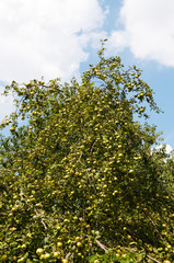 Ripening apples on a tree