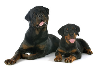 puppy and adult rottweiler