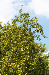 Ripening apples on a tree