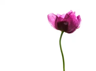 Poster de jardin Coquelicots fleur de pavot violet sur fond blanc