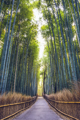 Fototapety  Bambusowy Las w Kioto, Japonia