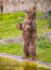 Fototapeta premium Brown bear standing on its hind legs