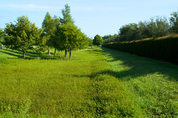 Fototapeta premium green field with hedge in florida