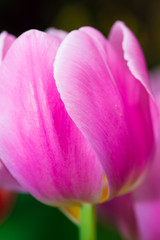 Purple tulips，Petal