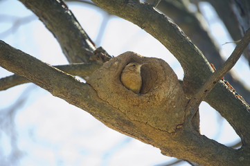 João-de-barro pássaro do Brasil
