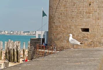 Foto op Canvas Sea gull standing on old city wall of Saint Malo. Brittany. Fran © ysbrandcosijn