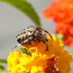Kreuzspinne auf einer Blüte