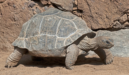 Aldabra giant tortoise