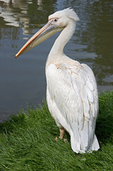 Fototapeta na wymiar White pelican