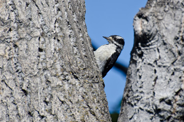 Downy Woodpecker Resting in the Fork of a Tree