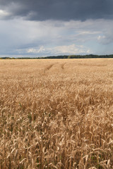 Yellow grain field.
