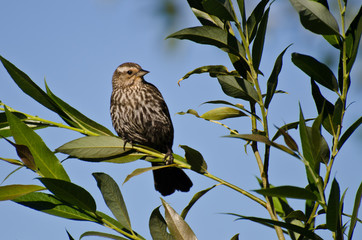 Red-Winged Blackbird Perched in Tree